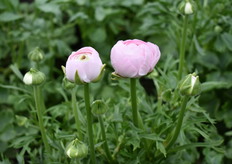 Een nieuw soort: De Amandine f1 gb 07