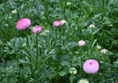 De Amandine Marshmallow