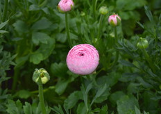 De Amandine Marshmallow