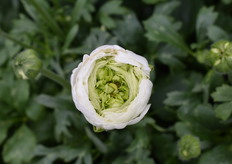 Nic's Favoriet. Een mooie witte Ranonkel met een fris groen hart.