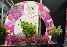 Nogmaals de Erica Carnea, het eerste diner voor de geveugelde bloemliefhebbers.