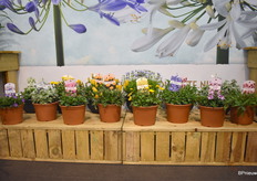 Hier de Perkplanten mix mooi in beeld.