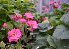 The Summer Breeze Cherry Blossom f1