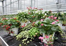 The Summer Breeze serie