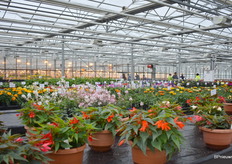 Overview of the research and development location of Syngenta at Andijk.