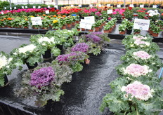 The Brassica Oleracea series from Flora Nova.