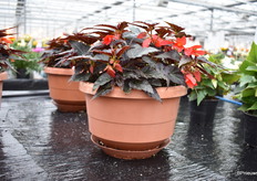 The Nightfever Rossa hanging basket from Flora Nova.