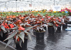 The Nightfever Rossa in a pot, from Flora Nova.