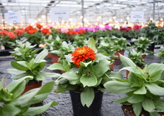 Sydeco Fire from Syngenta. The extrodinary big flower of this new species is a real eye cather.