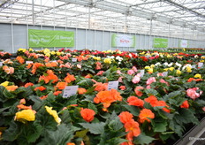 At the location of Benary there was extra attention for their Begonia series. And cellebrating this year their 50th year anniversary. Here in view the, compact in pot, the Green leaves, Non Stop Serie.