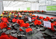 The, compact in pot, Non Stop Mocca, Black leaves serie.