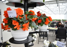 The Non Stop Joy Orange, from their hanging basket serie.