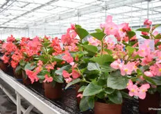The Big serie from Benary is perfect for landscaping because of their big flowers, height and good growth maintenance.
