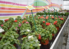 The Beacon serie of Pan American Seed. Now available is 7 colors. This serie is well known for its high resistance to Mildew. Every year Pan American Seed support a charity with the profit of this serie.