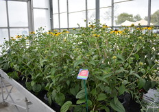 The Rudbechia Goldblitz. A first year flowering and uniform growing plant with many flowers. And also The Gold Medal winner of 2022.