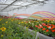 Overview of the testlocation from Pan American Seed.