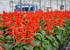 The Salvia Redhill.