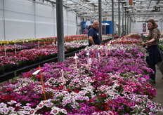 The Auricula Mix from Hem Genetics. A real compact serie of the Dianthus interspecific Chiba, that contains 4 picolee colors.