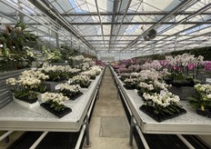 We ontvingen ook enkele foto's uit Duitsland. Bekijk hier de presentatie van Hassinger Orchideen