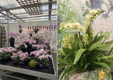 Links: nieuwe kleurgroep van Phalaenopsis: paars/blauwachtig. Rechts: nieuwe kleurgroep van Phalaenopsis: groen