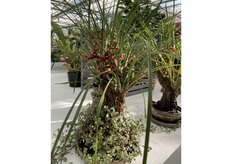 Epifytische cocos orchidee op een boom, bij Hassinger Orchideen in Duitsland.