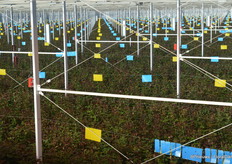 De kas is gebouwd door Dalsem en van alle moderne teelttechnieken voorzien: dubbele scherminstallatie, diffuus glas, verneveling, armaturen en CO2, verwarming (van de armaturen, maar ook de minimumbuis die zowel onder het gewas als onder het kasdek bevestigd is); klimaatcomputer en uitgebreid netwerk van sensoren voor vocht, par en temperatuur; sproeiers op het dak om te koelen en de ramen zoveel mogelijk dicht te houden; een volledig gesloten watersysteem, met teelt op goten, watergift via druppelaars, en waterfiltratie middels doek én UV; en meer.