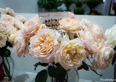 Hun Princess Holly Hope tuinroos