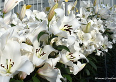 Bot levert lelies en andere bollen aan kwekers over de hele wereld.