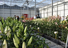 Lily Company levert bloembollen aan de retail, kwekers, grote landschapsprojecten etc. Ze zijn erg actief in China, waar de e-commerce markt groeit.