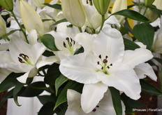 Een close-up van Liber Lily, Liber Song.