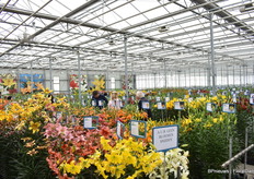 In de proefkas van De Jong Lelies.