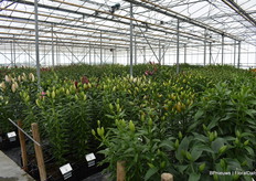 Een kijkje in de proefkas.