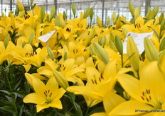 In de kas presenteren ze de variëteiten die ze in hun assortiment hebben, waaronder deze gele LA's.