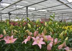 In de proefkas van Aker.