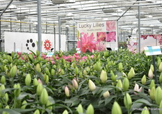 Een kijkje in de proefkas van Royal Van Zanten.