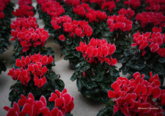 Coral with Edge - niet rood of wit, maar iets ertussenin