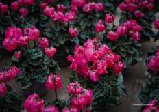 Clochette®, tot nu toe in zalmkleur; als de zon schijnt, gaan de bellen open