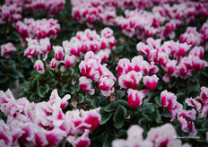 Abanico, gefranjerd en tweekleurig - geschikt voor het einde van het Nederlandse seizoen (december-januari). De enige in zijn soort op de markt.