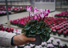 Een echt "Ah, voilà" geval - de veredelaars haalden hun schouders op, maar alle bezoekers stoppen om te kijken.