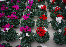 Nieuwe duo's: wit en roze