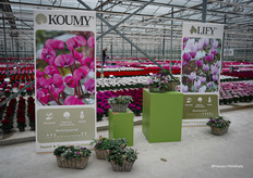 Botanische cyclamen zijn nieuw in het assortiment van Morel Flowers. De Koumy® serie bloeit van november tot maart en de Lify® serie bloeit van augustus tot september. Beide zijn winterhard en ideaal voor landscaping.