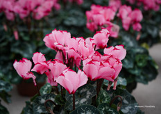 Victoria Salmon in midi formaat bloem - een kleur die nog niet eerder op de markt is gezien