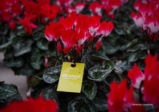 Indiaka®, een bloem die wit begint en geleidelijk kleur ontwikkelt. De Red kleur is nu verkrijgbaar in MIDI+ en de mini's komen eraan! Geschikt voor potmaat 13 en 10,5 voor de mini's.