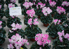 Indiaka® Light Rose - afhankelijk van het weer laat de bloem meer of minder kleur zien.