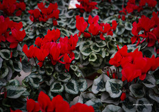 En natuurlijk mag rood niet ontbreken met Kerst.