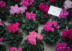 Flamed Mix van verschillende kleuren