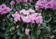 Falbala, met het voordeel dat het kan worden gekweekt vanaf potmaat 9 tot 16-17 cm.