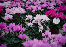 Petit Moulin® heeft nu een certificaat dat 100 dagen bloei garandeert - een belangrijk verkoopargument voor consumenten.