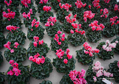 Curly® Litchi in roze en zalmtinten