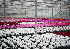 Een kijkje in de proefkas